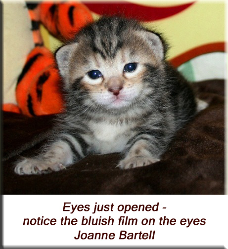 Joanne Bartell - Eyes just opened